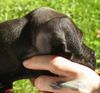 Staffordshire Bullterrier Foto: bitte kopfi halten is ja so schwer (ID 40200) Staffordshire Bullterrier Hund