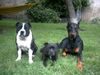 Staffordshire Bullterrier Foto: Meine beiden Staff.Bull.und mein Dobi (ID 3379) Staffordshire Bullterrier Hund
