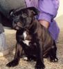 Staffordshire Bullterrier Foto: Angel (Ch.Cheerstaff No Retreat) 6 Wochen alt (ID 8992) Staffordshire Bullterrier Hund