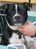 Staffordshire Bullterrier Foto: Cheerstaff Renown Spirit, Cyranos Sohn :-) (ID 4549) Staffordshire Bullterrier Hund