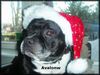 Staffordshire Bullterrier Foto: Bein Liebling Avalonw (ID 17288) Staffordshire Bullterrier Hund