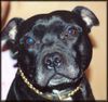Staffordshire Bullterrier Foto: Meine Staffbull- Hündin Brenda (ID 13797) Staffordshire Bullterrier Hund