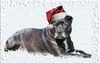 Staffordshire Bullterrier Foto: Meine Weihnachtsfee Brenda (ID 16277) Staffordshire Bullterrier Hund