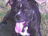 Staffordshire Bullterrier Foto: Mein Baby Spike,er ist hier 5 Jahre alt und mein ein und alles. (ID 31472) Staffordshire Bullterrier Hund