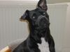 Staffordshire Bullterrier Hund