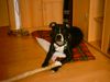 Staffordshire Bullterrier Foto: Ceus (ID 17639) Staffordshire Bullterrier Hund