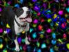 Staffordshire Bullterrier Foto: Bulles (ID 3596) Staffordshire Bullterrier Hund