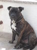 Staffordshire Bullterrier Foto: tyson 9 monate alt (ID 31599) Staffordshire Bullterrier Hund