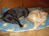 Staffordshire Bullterrier Foto: Angel und Kater Carlo (ID 10587) Staffordshire Bullterrier Hund