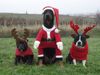 Staffordshire Bullterrier Foto: X-Mas Dogs (ID 16967) Staffordshire Bullterrier Hund