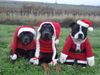 Staffordshire Bullterrier Foto: X-Mas Dogs (ID 16966) Staffordshire Bullterrier Hund