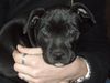 Staffordshire Bullterrier Foto: meine süße Maus (ID 23314) Staffordshire Bullterrier Hund