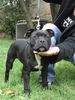 Staffordshire Bullterrier Foto: Meine Amy mit 4 1/2 Monaten (ID 24694) Staffordshire Bullterrier Hund