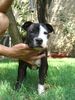 Staffordshire Bullterrier Foto: Buddystaff´s Big Bamboocha (Bamboocha) 15 Wo.alt (ID 33133) Staffordshire Bullterrier Hund