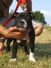 Staffordshire Bullterrier Foto: Buddystaff´s Bubble Bobble (Baxter) 15 Wo.alt (ID 33132) Staffordshire Bullterrier Hund