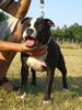 Staffordshire Bullterrier Foto: Buddystaff´s Agent Spot (Maxi) 15 Mo.alt (ID 33134) Staffordshire Bullterrier Hund