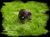 Staffordshire Bullterrier Foto: Dariah...leider vor 5 Wochen verstorben (ID 35619) Staffordshire Bullterrier Hund