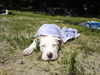 Staffordshire Bullterrier Foto: Bruno beim Baden (ID 34354) Staffordshire Bullterrier Hund