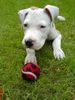 Staffordshire Bullterrier Foto: Bruno (3 Mon.) (ID 34352) Staffordshire Bullterrier Hund