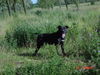 Staffordshire Bullterrier Foto: Man Papa heut ist es zu warm zum Stöckchen holen! (ID 31550) Staffordshire Bullterrier Hund