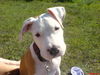Staffordshire Bullterrier Foto: Bruno (2,5 Mon.) (ID 34353) Staffordshire Bullterrier Hund