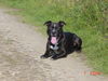 Staffordshire Bullterrier Foto: Man Papa heut ist es zu warm zum Stöckchen holen! (ID 31551) Staffordshire Bullterrier Hund