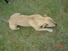 Staffordshire Bullterrier Foto: chanel- die zicke.... (ID 12965) Staffordshire Bullterrier Hund