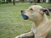 Staffordshire Bullterrier Foto: sabbern ist noch untertrieben! (ID 14712) Staffordshire Bullterrier Hund