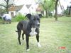 Staffordshire Bullterrier Foto: meine süße chanel (ID 13131) Staffordshire Bullterrier Hund