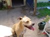 Staffordshire Bullterrier Foto: zeus- ein traum in creme.. (ID 12966) Staffordshire Bullterrier Hund
