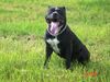 Staffordshire Bullterrier Foto: Man Papa heut ist es zu warm zum Stöckchen holen! (ID 31549) Staffordshire Bullterrier Hund
