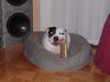 Staffordshire Bullterrier Foto: Mein bester Freund Buddy (ID 23942) Staffordshire Bullterrier Hund