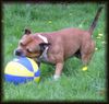 Staffordshire Bullterrier Foto: Das ist nur mein Ball (ID 15648) Staffordshire Bullterrier Hund