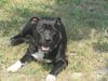 Staffordshire Bullterrier Foto: floyd (ID 4859) Staffordshire Bullterrier Hund