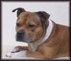 Staffordshire Bullterrier Foto: Macho (ID 11161) Staffordshire Bullterrier Hund