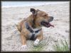 Staffordshire Bullterrier Foto: Mein e Schmusebacke (ID 11974) Staffordshire Bullterrier Hund