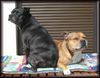Staffordshire Bullterrier Foto: Brenda mit Macho (Sommer 2004) (ID 12500) Staffordshire Bullterrier Hund
