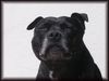 Staffordshire Bullterrier Foto (ID 12499) Staffordshire Bullterrier Hund