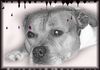 Staffordshire Bullterrier Foto: Staffbull Macho (ID 12829) Staffordshire Bullterrier Hund