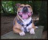 Staffordshire Bullterrier Foto: ``Welch ein schöner Tag im Wald heute`` (ID 13847) Staffordshire Bullterrier Hund