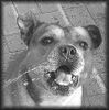 Staffordshire Bullterrier Foto: Die Wasserratte Macho (ID 14408) Staffordshire Bullterrier Hund