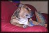 Staffordshire Bullterrier Foto: Macho beim TV schauen (ID 15232) Staffordshire Bullterrier Hund