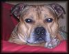 Staffordshire Bullterrier Foto: Ich bin der Macho (ID 15235) Staffordshire Bullterrier Hund