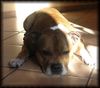 Staffordshire Bullterrier Foto: Oh wer schaut denn da so (ID 15551) Staffordshire Bullterrier Hund