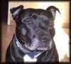 Staffordshire Bullterrier Foto: Meine Prinzessin (ID 15552) Staffordshire Bullterrier Hund