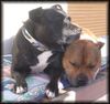 Staffordshire Bullterrier Foto: Wahre Staffbull Liebe (ID 15553) Staffordshire Bullterrier Hund