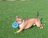 Staffordshire Bullterrier Foto: Oh bin ich nicht schön am spielen (ID 16090) Staffordshire Bullterrier Hund