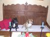 Staffordshire Bullterrier Foto: Ups wer kommt da (ID 16752) Staffordshire Bullterrier Hund