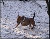 Staffordshire Bullterrier Foto: Der ertse Schnee 2004 in SH (ID 17334) Staffordshire Bullterrier Hund