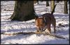 Staffordshire Bullterrier Foto: Der ertse Schnee 2004 in SH (ID 17333) Staffordshire Bullterrier Hund